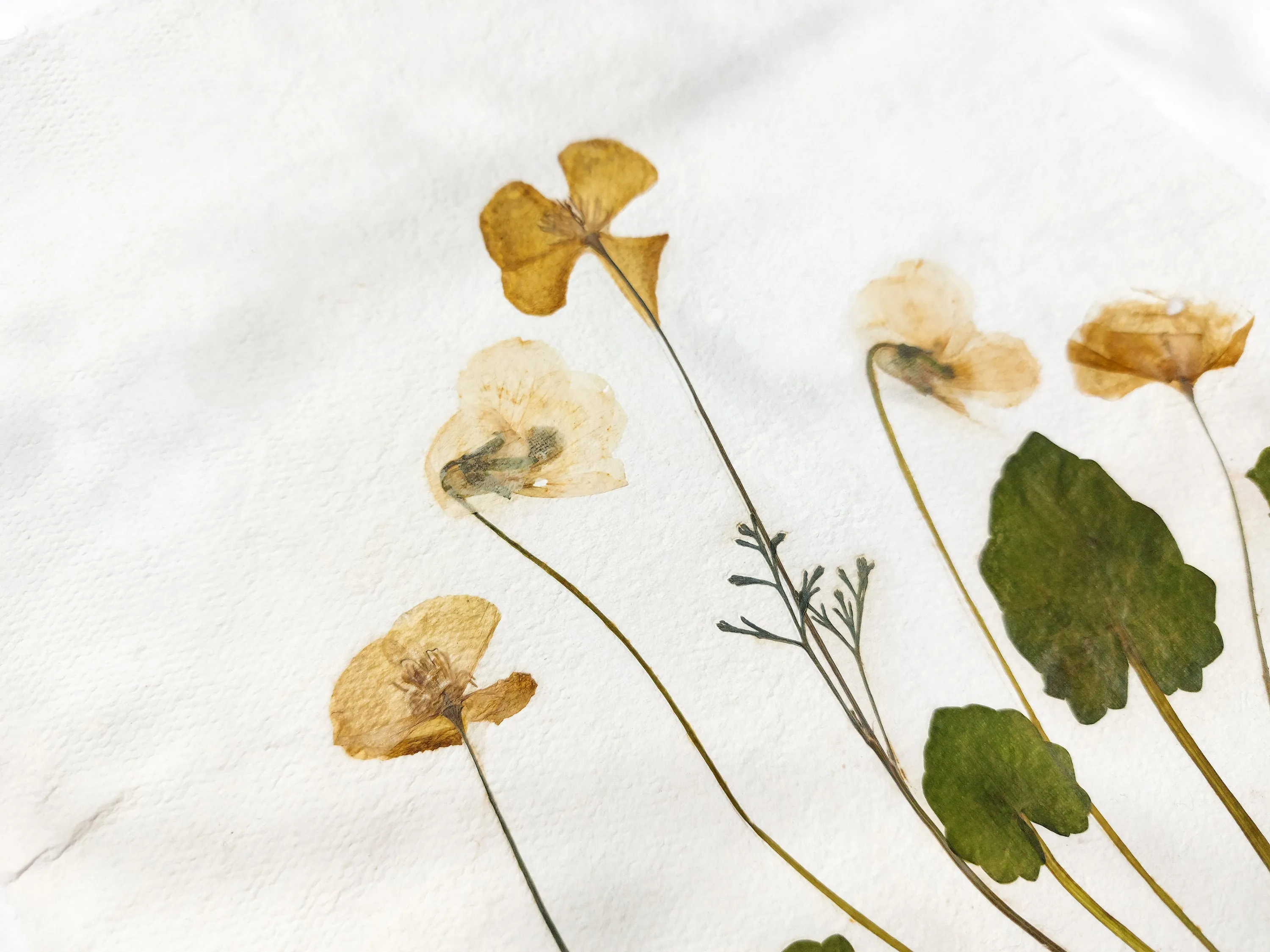 Herbarium II Yellow poppies and white violets pressed flower Green plant Recycled paper for living room wall art UNFRAMED
