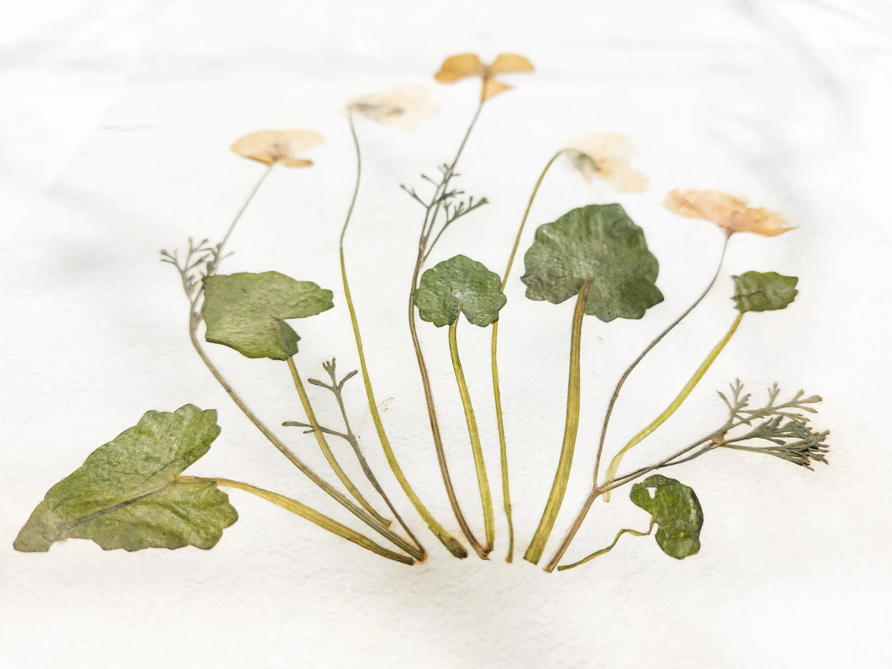 Herbarium II Yellow poppies and white violets pressed flower Green plant Recycled paper for living room wall art UNFRAMED