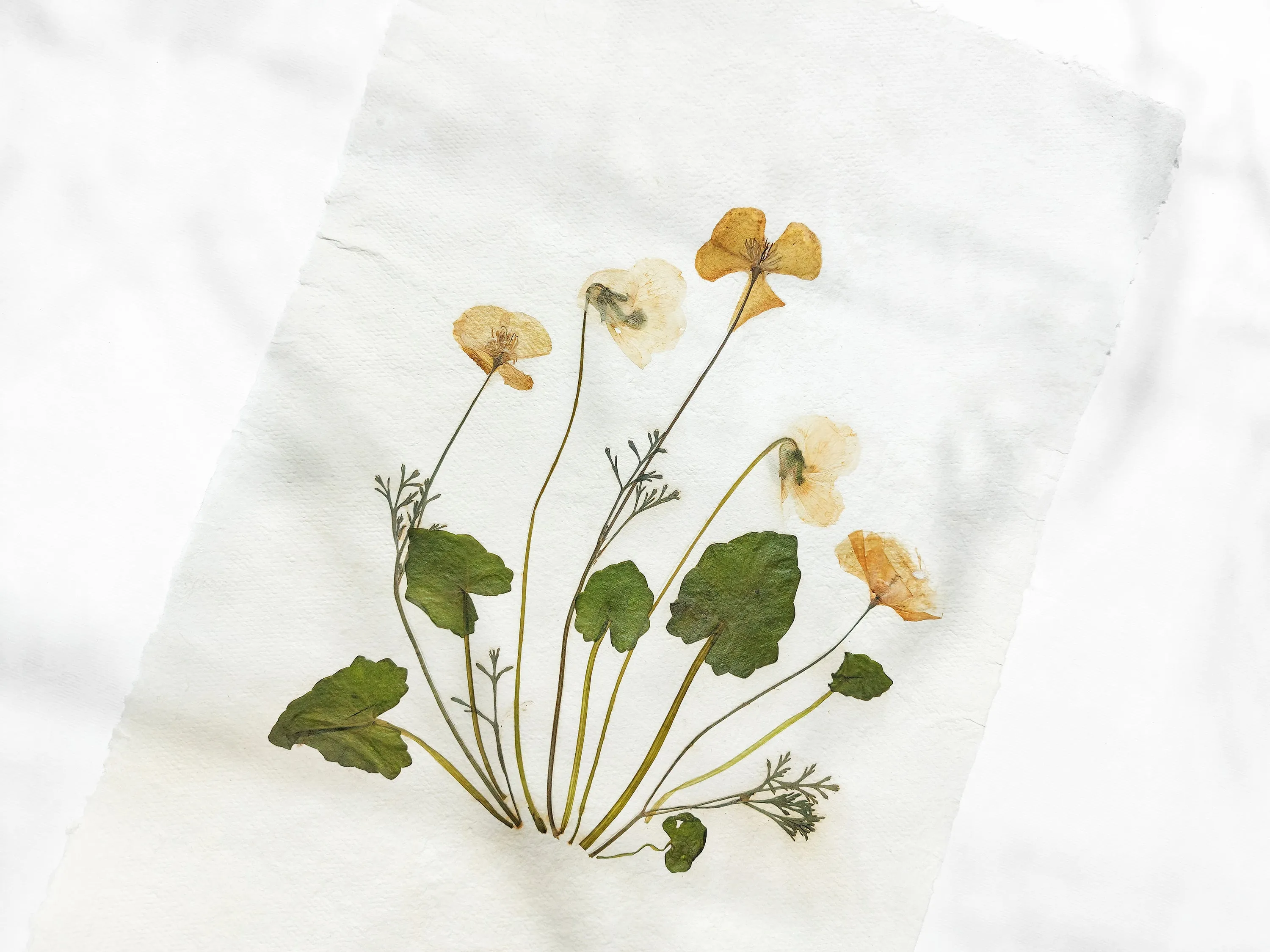 Herbarium II Yellow poppies and white violets pressed flower Green plant Recycled paper for living room wall art UNFRAMED