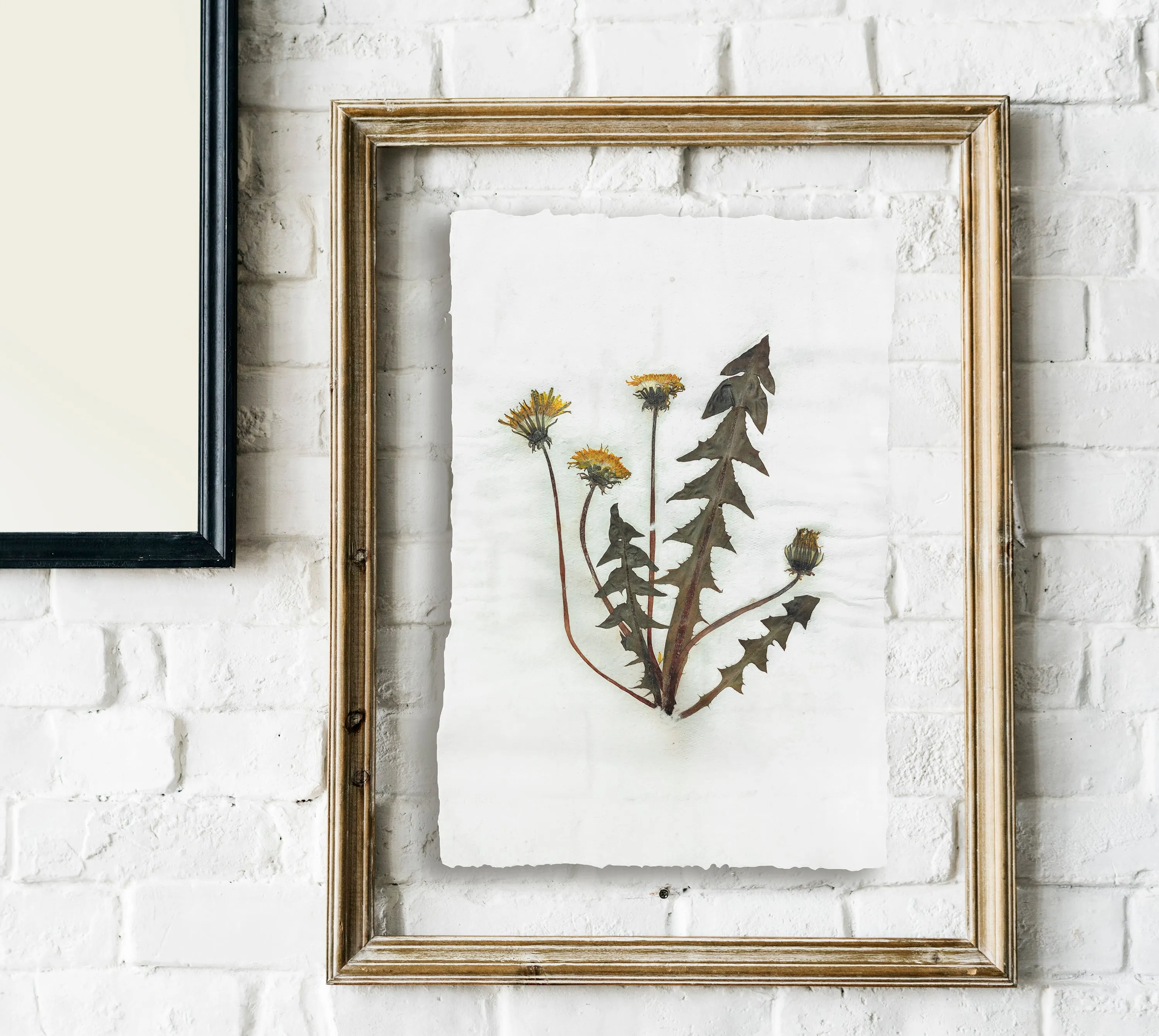 Herbarium III Yellow dandelion pressed flower and plant Recycled paper for living room wall art UNFRAMED
