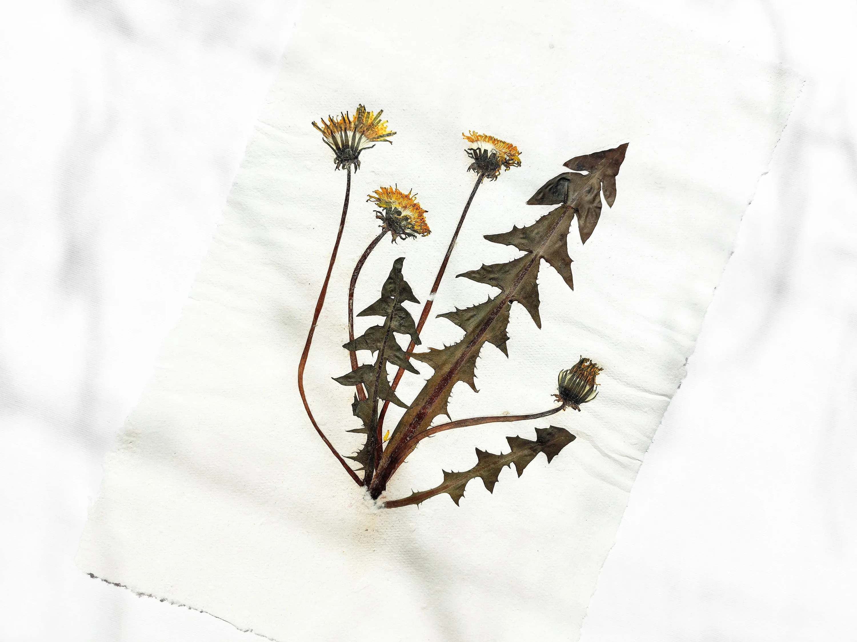 Herbarium III Yellow dandelion pressed flower and plant Recycled paper for living room wall art UNFRAMED