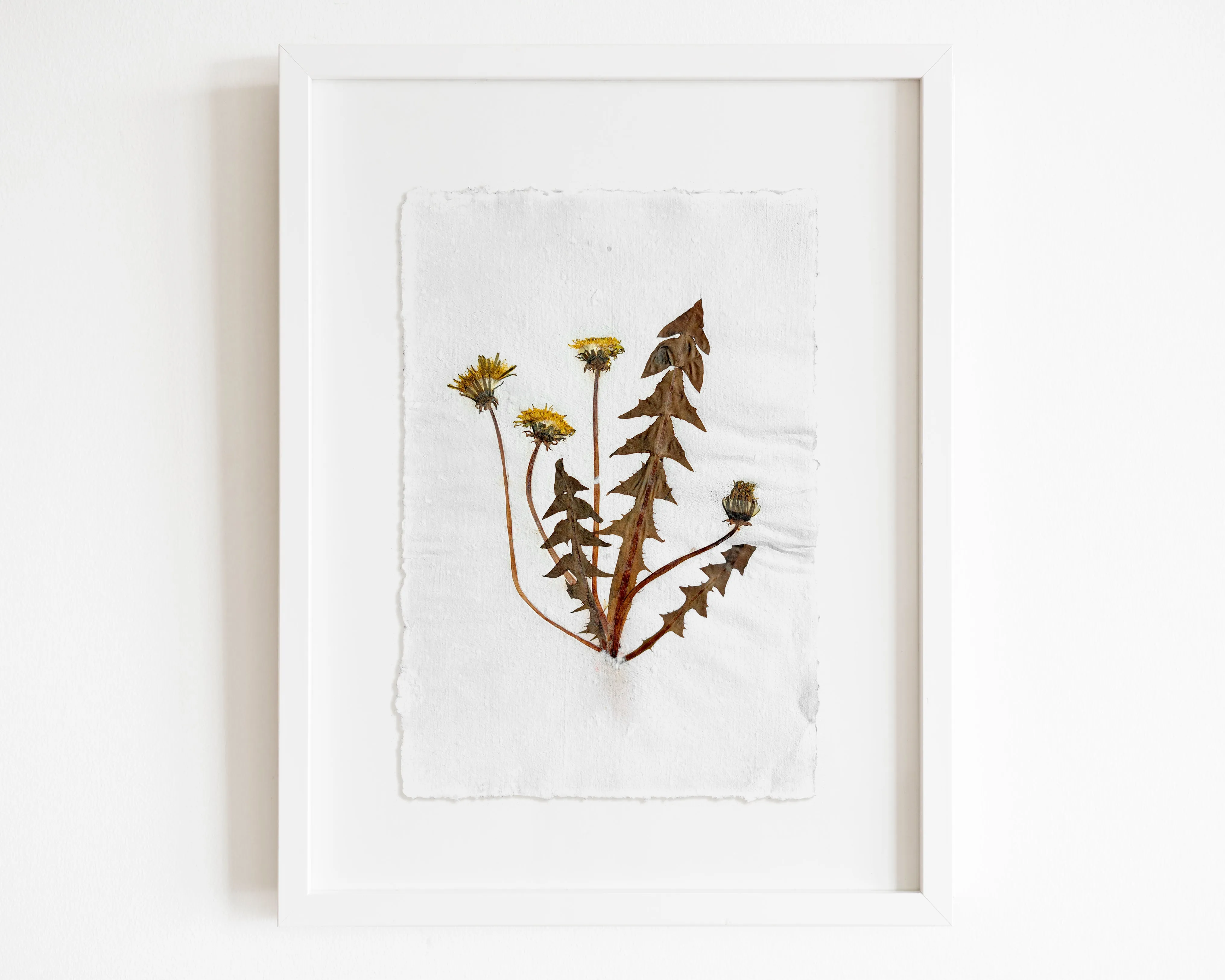 Herbarium III Yellow dandelion pressed flower and plant Recycled paper for living room wall art UNFRAMED