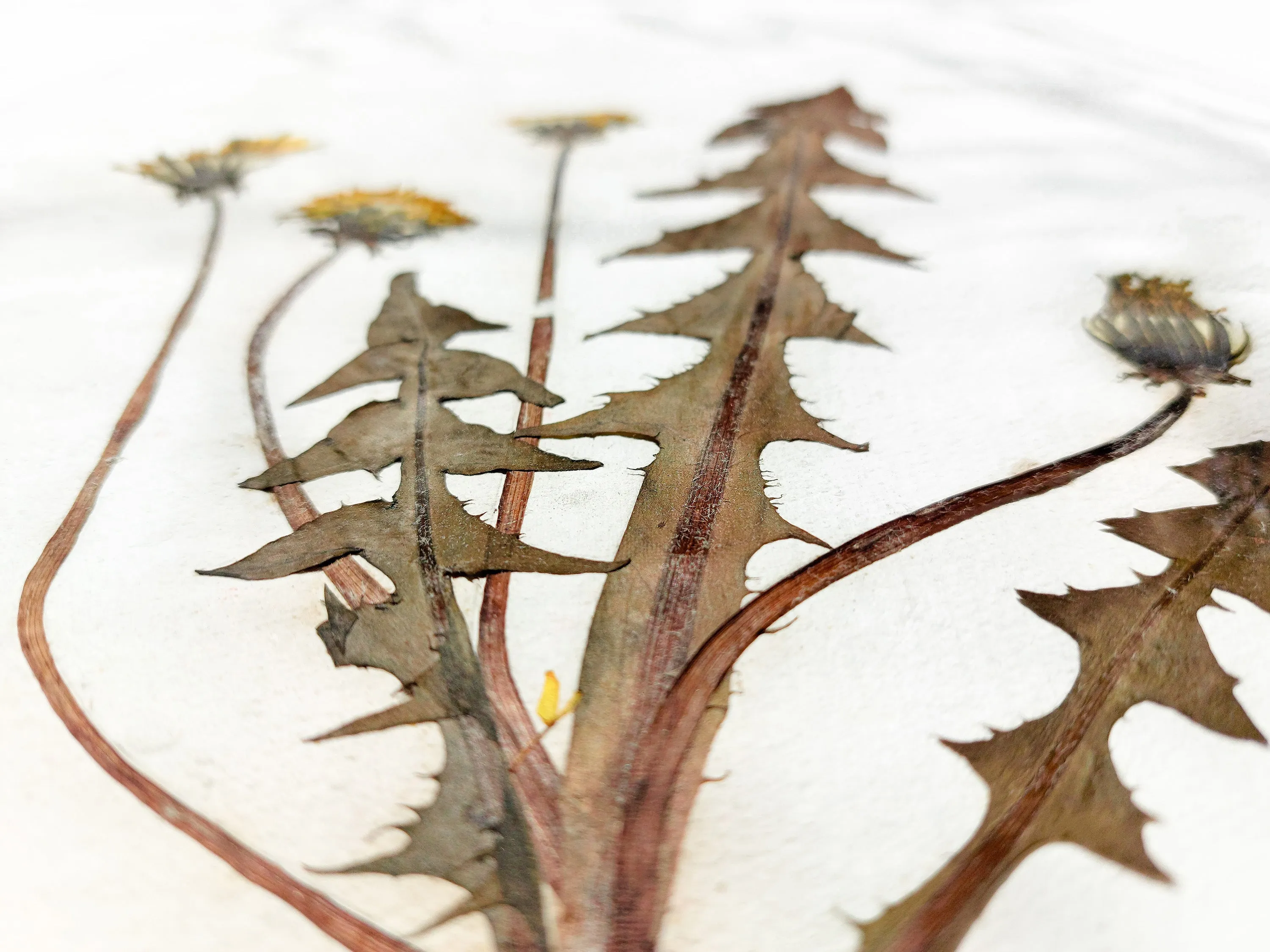 Herbarium III Yellow dandelion pressed flower and plant Recycled paper for living room wall art UNFRAMED