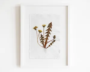 Herbarium III Yellow dandelion pressed flower and plant Recycled paper for living room wall art UNFRAMED