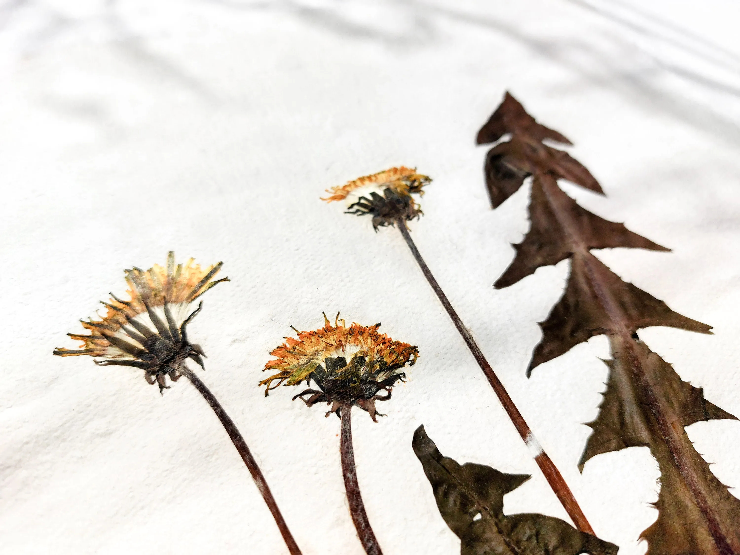 Herbarium III Yellow dandelion pressed flower and plant Recycled paper for living room wall art UNFRAMED
