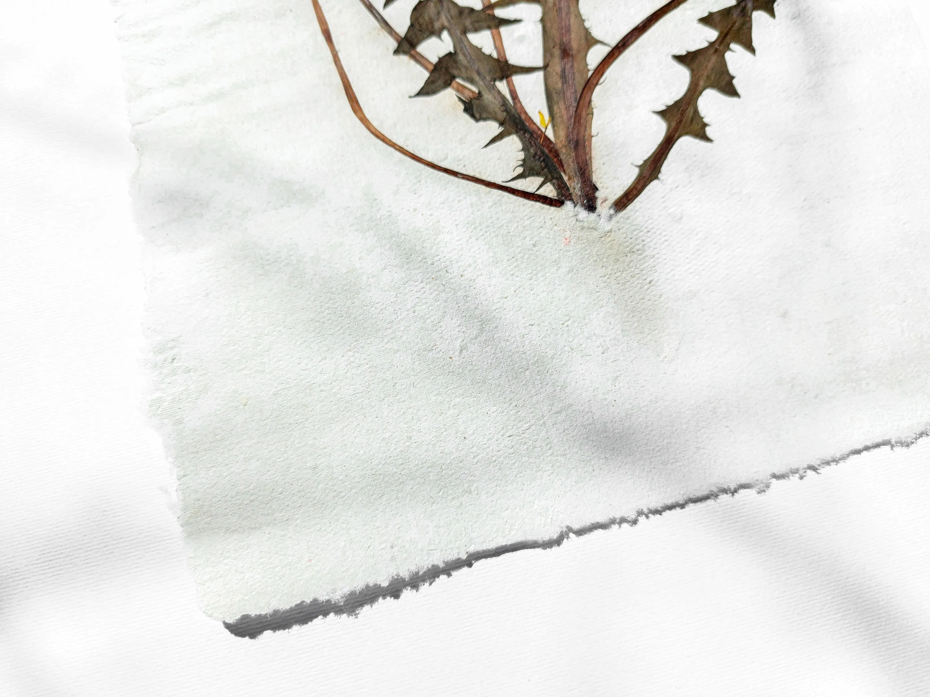 Herbarium III Yellow dandelion pressed flower and plant Recycled paper for living room wall art UNFRAMED