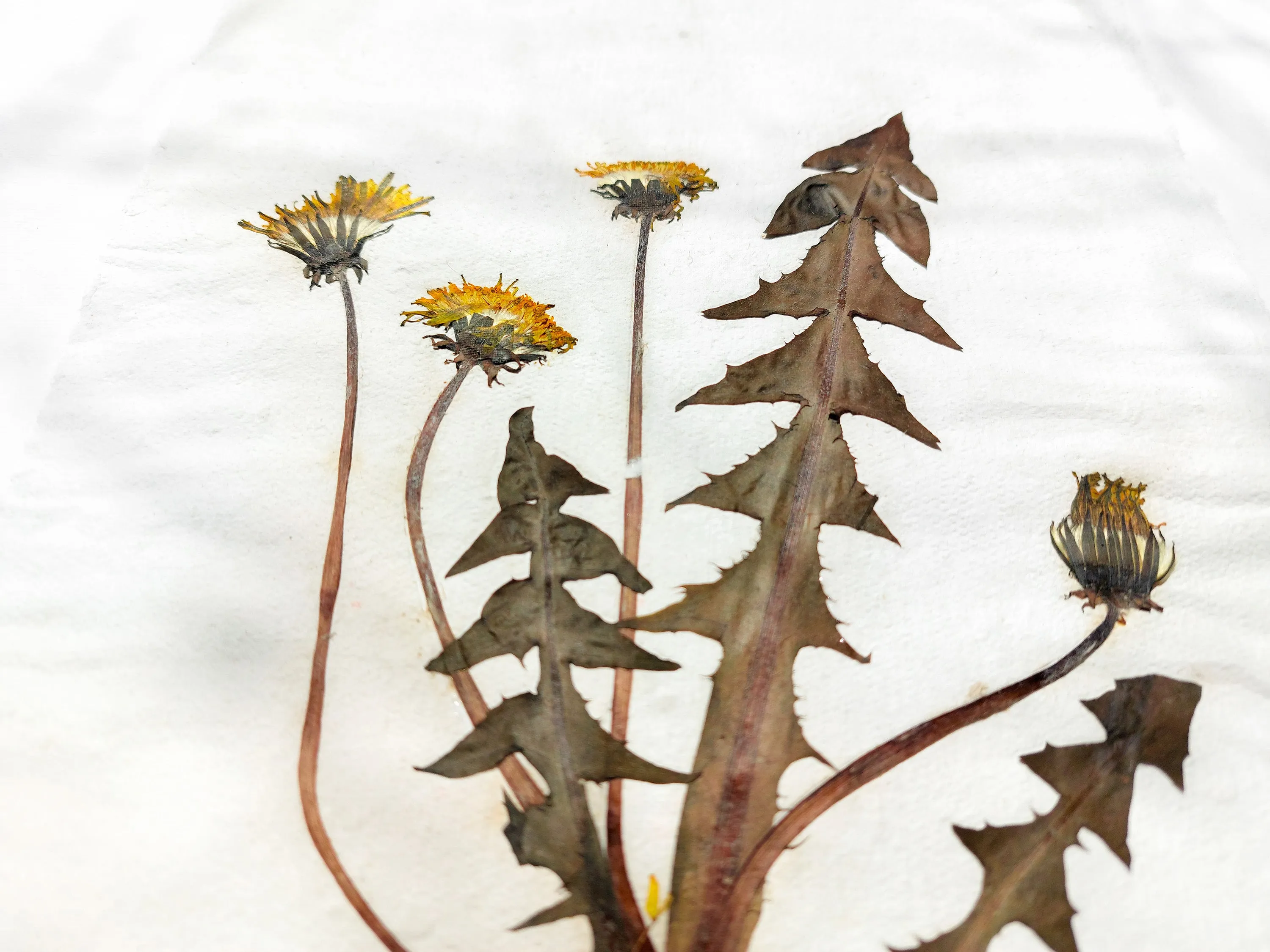 Herbarium III Yellow dandelion pressed flower and plant Recycled paper for living room wall art UNFRAMED