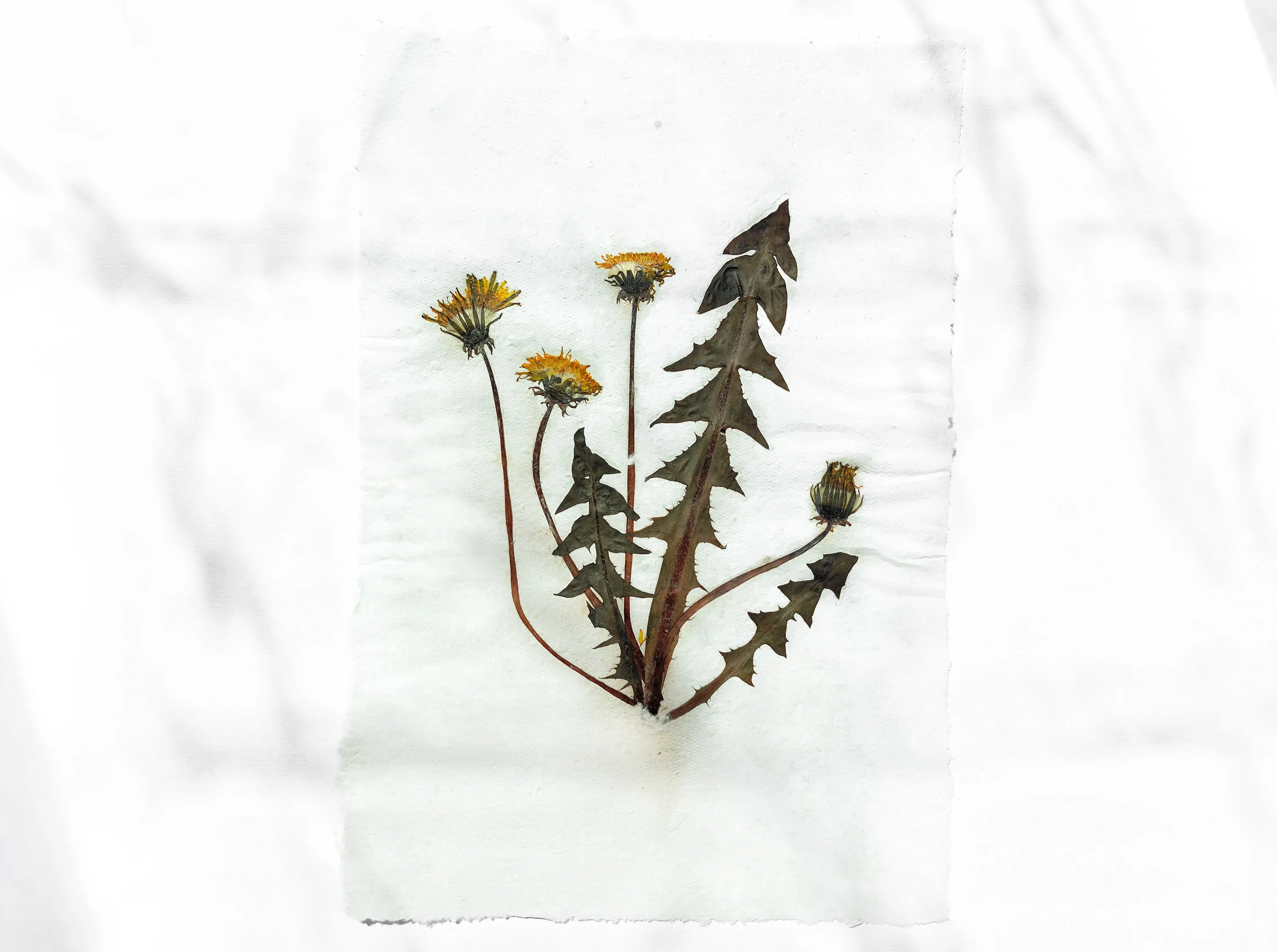Herbarium III Yellow dandelion pressed flower and plant Recycled paper for living room wall art UNFRAMED