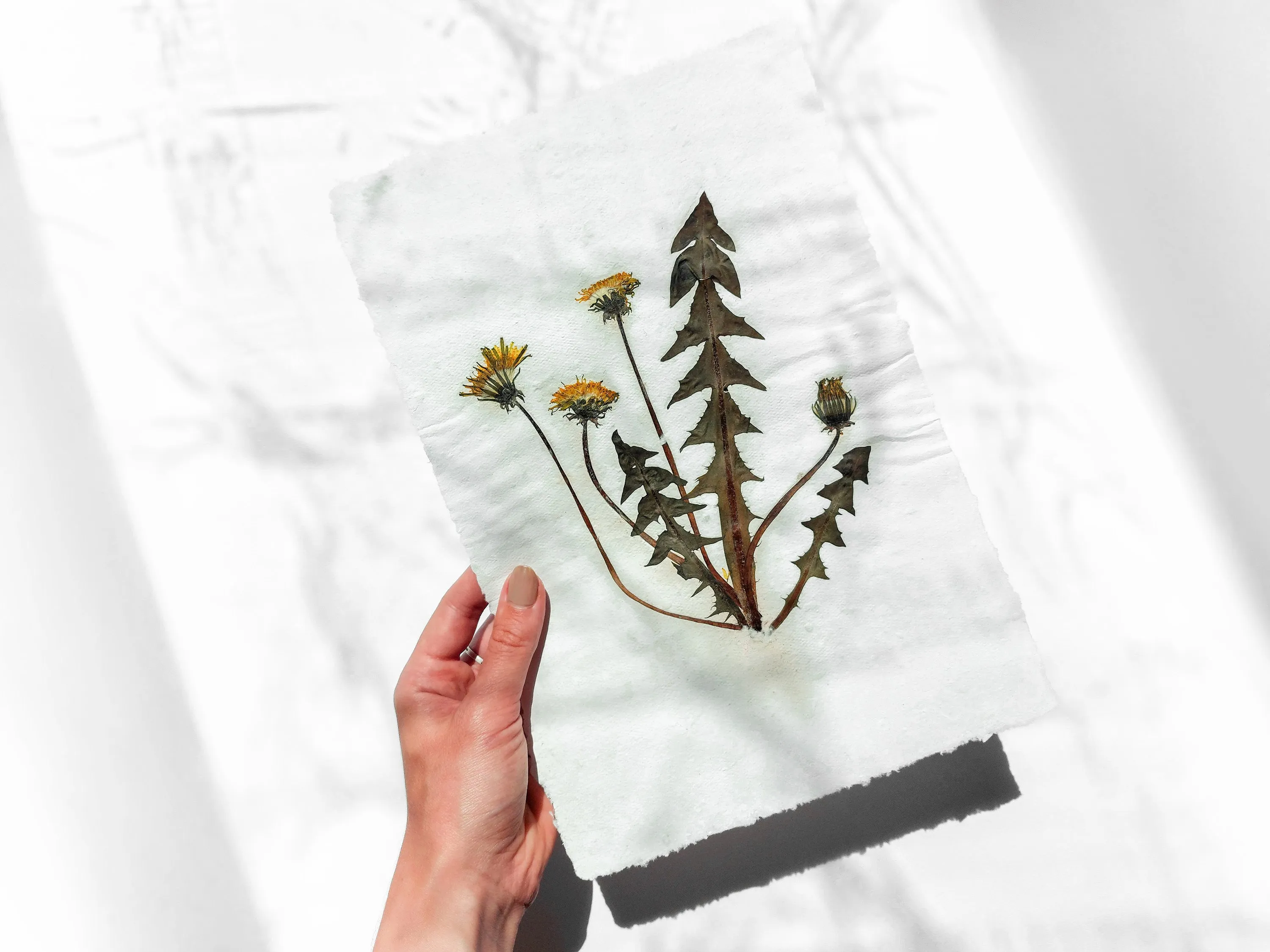 Herbarium III Yellow dandelion pressed flower and plant Recycled paper for living room wall art UNFRAMED