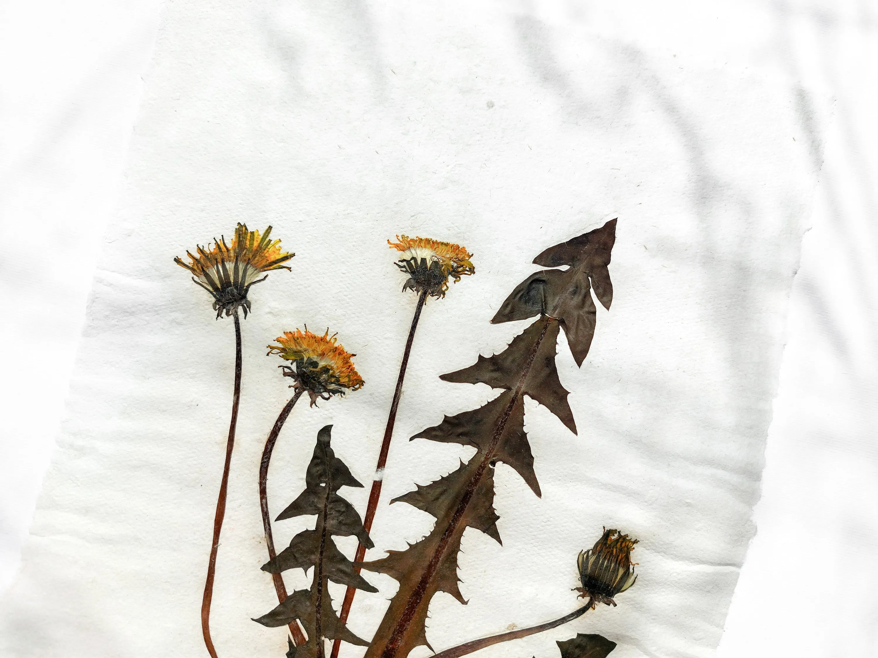 Herbarium III Yellow dandelion pressed flower and plant Recycled paper for living room wall art UNFRAMED