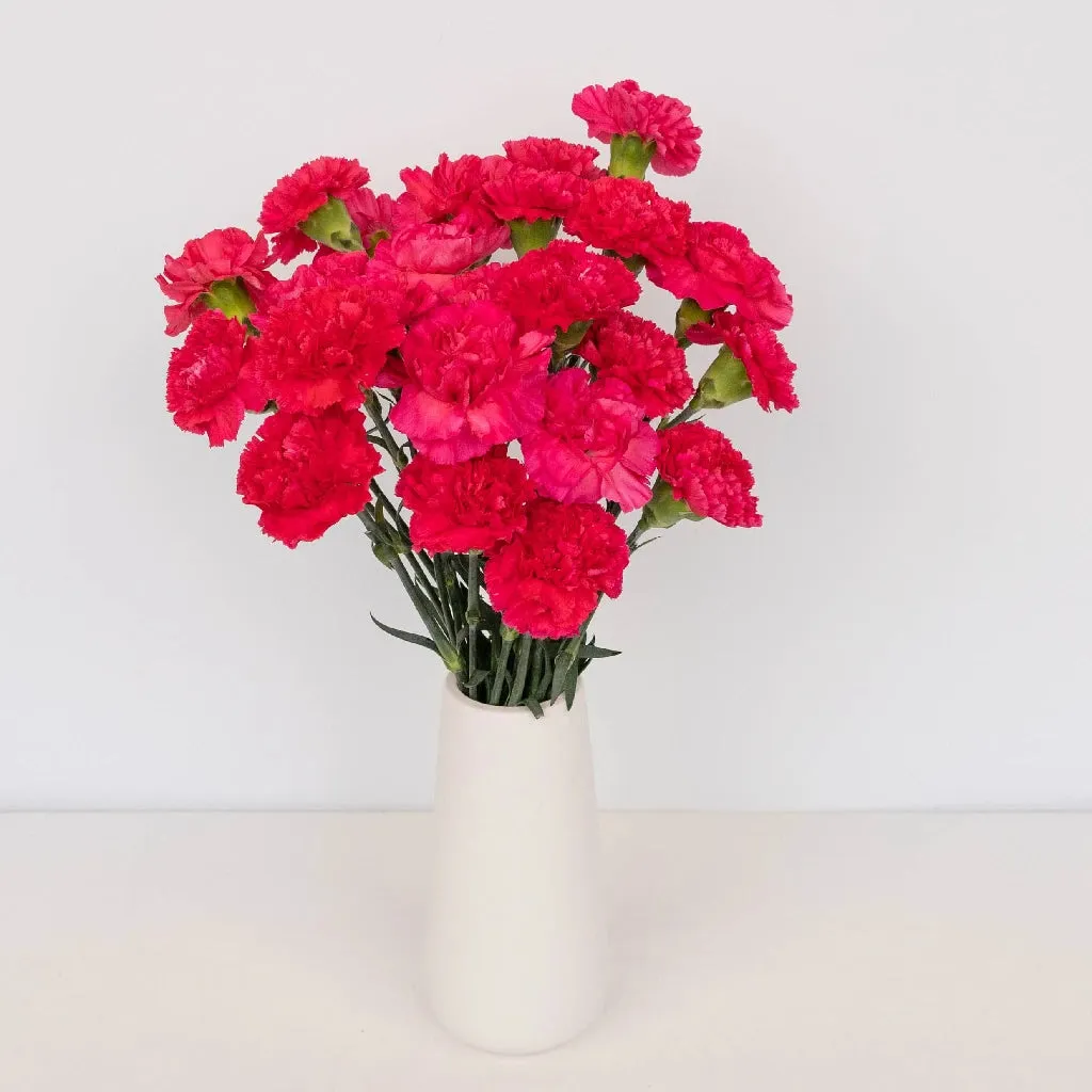 Hot Pink Carnation Flowers