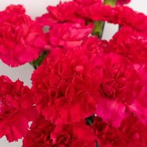 Hot Pink Carnation Flowers