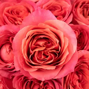 Hot Pink Garden Rose