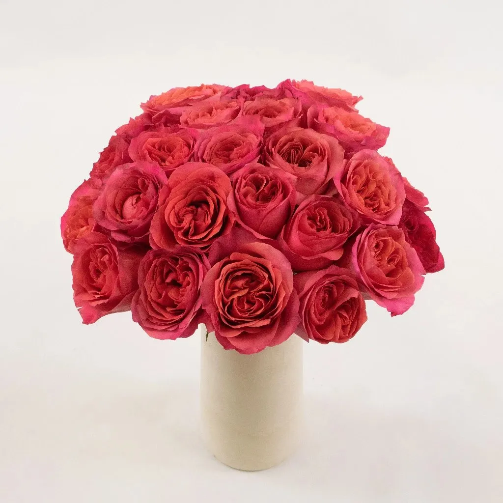 Hot Pink Garden Rose