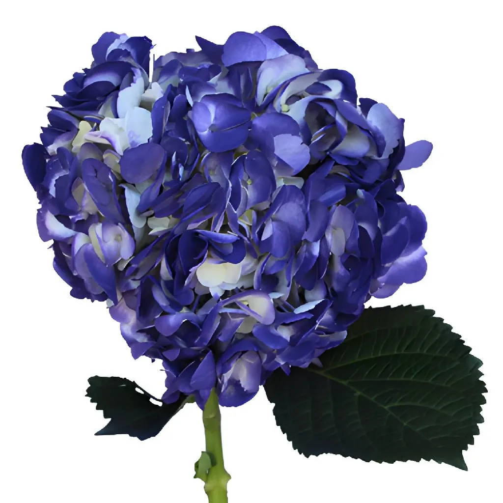 Indigo Nights Airbrushed Hydrangea Flower