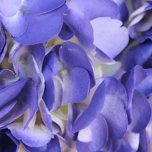 Indigo Nights Airbrushed Hydrangea Flower