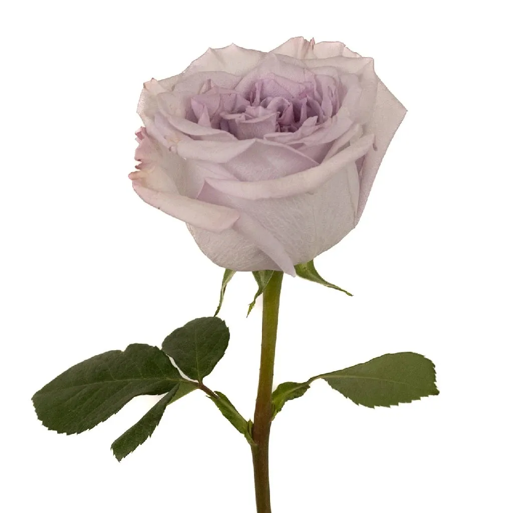 Lavender Arya Garden Rose