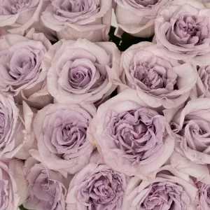 Lavender Arya Garden Rose
