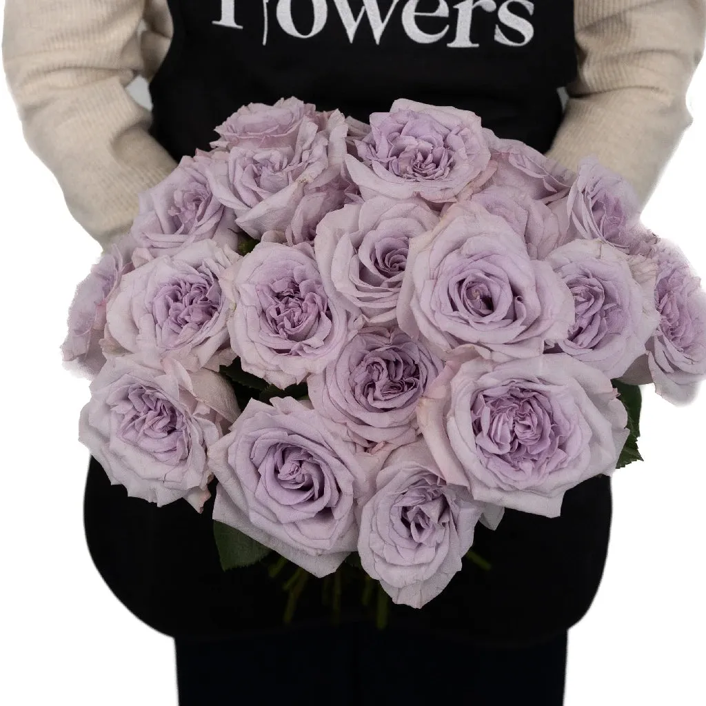 Lavender Arya Garden Rose