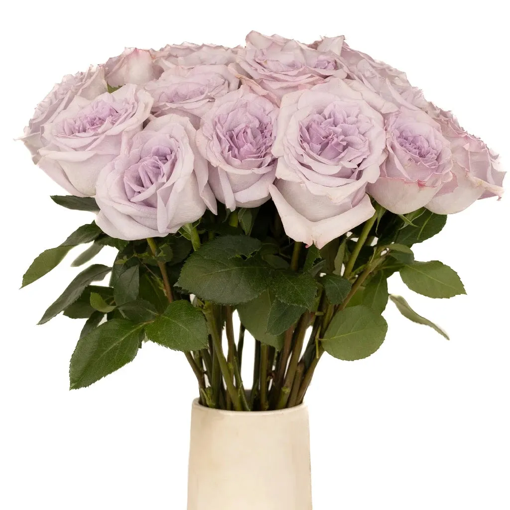 Lavender Arya Garden Rose