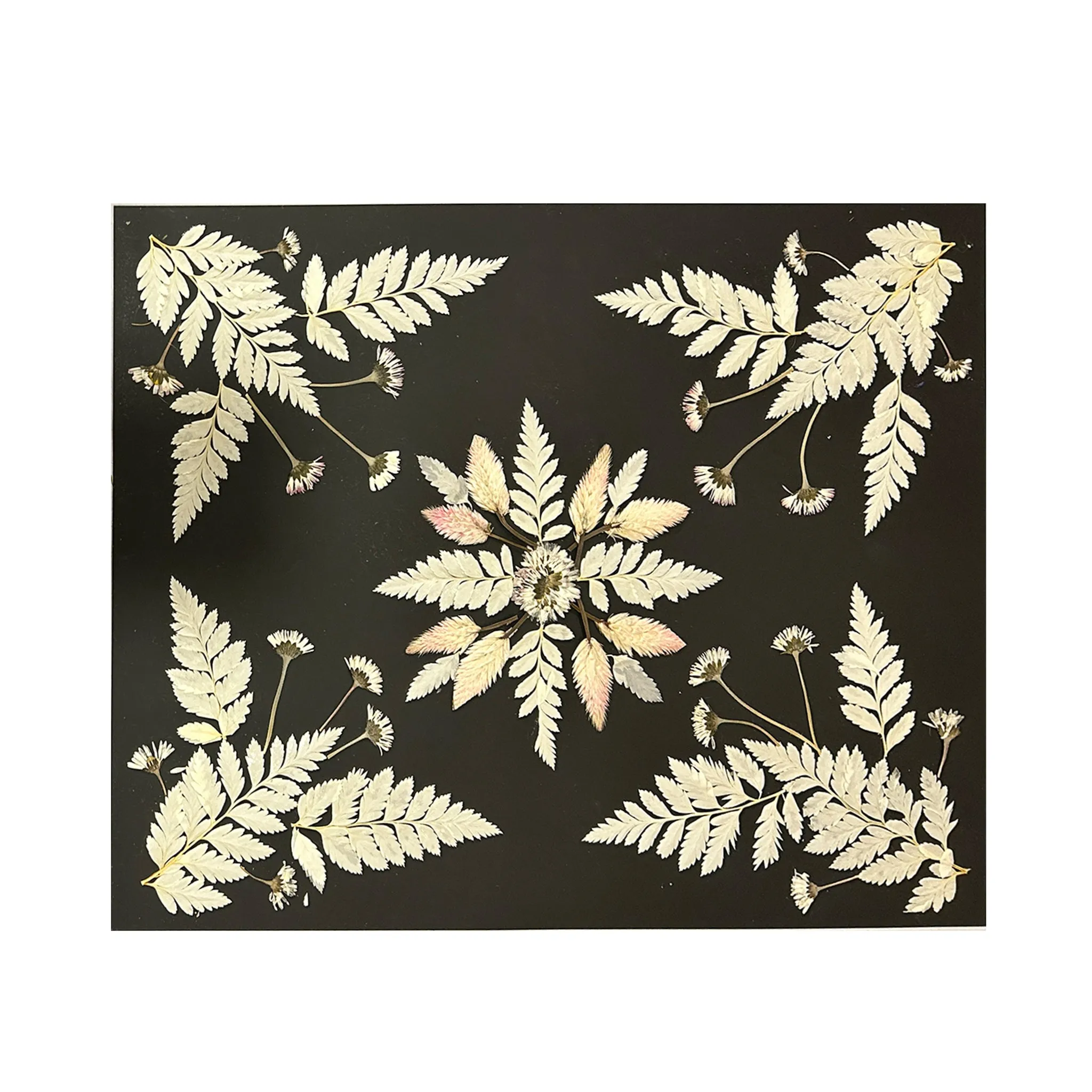 Marian McEvoy, Plumed Cockscomb and Daisies I Collage with Bleached Fern