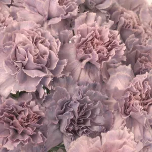 Midsummer Dream Purple Carnation Flowers