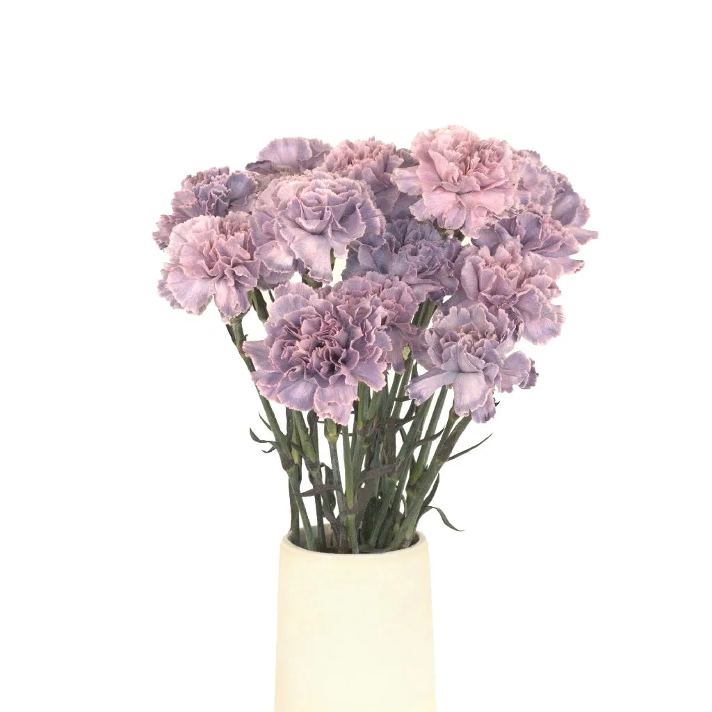 Midsummer Dream Purple Carnation Flowers