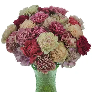 Mixed Color Vintage Carnation Flowers