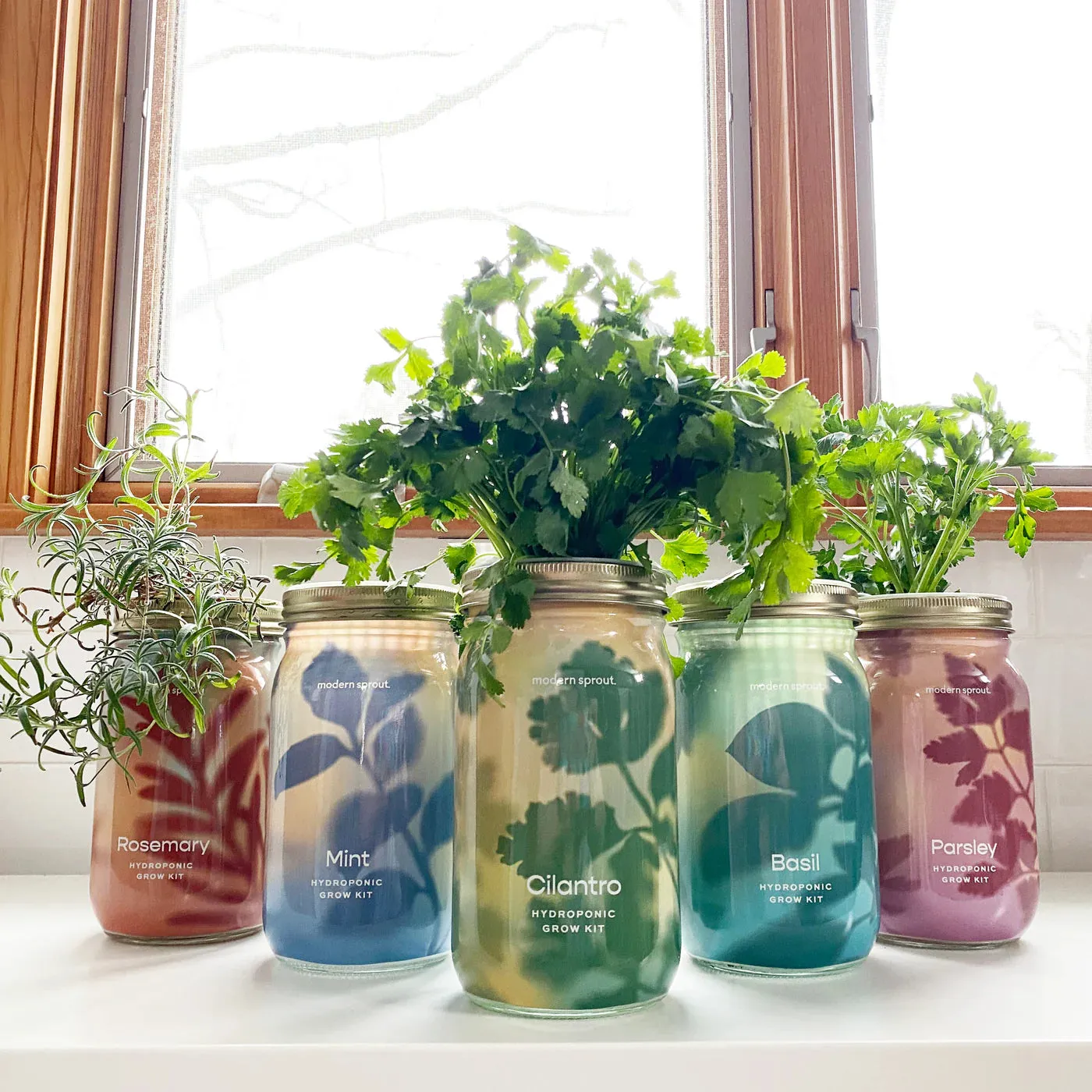 Modern Sprout Garden Jars Organic Herbs Hydroponic Indoor Grow Kit - Mint