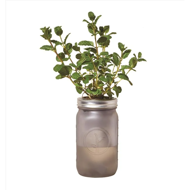Modern Sprout Mint Grow Kit 1 pk