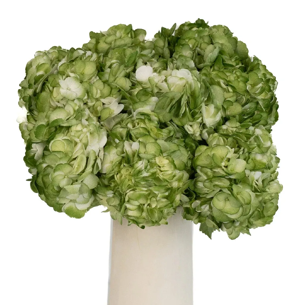 Mossy Green Airbrushed Hydrangea Flower