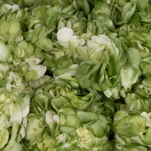 Mossy Green Airbrushed Hydrangea Flower