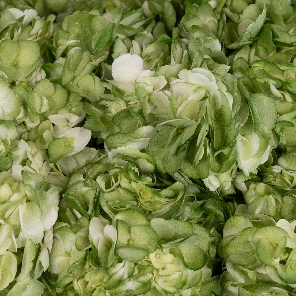 Mossy Green Airbrushed Hydrangea Flower
