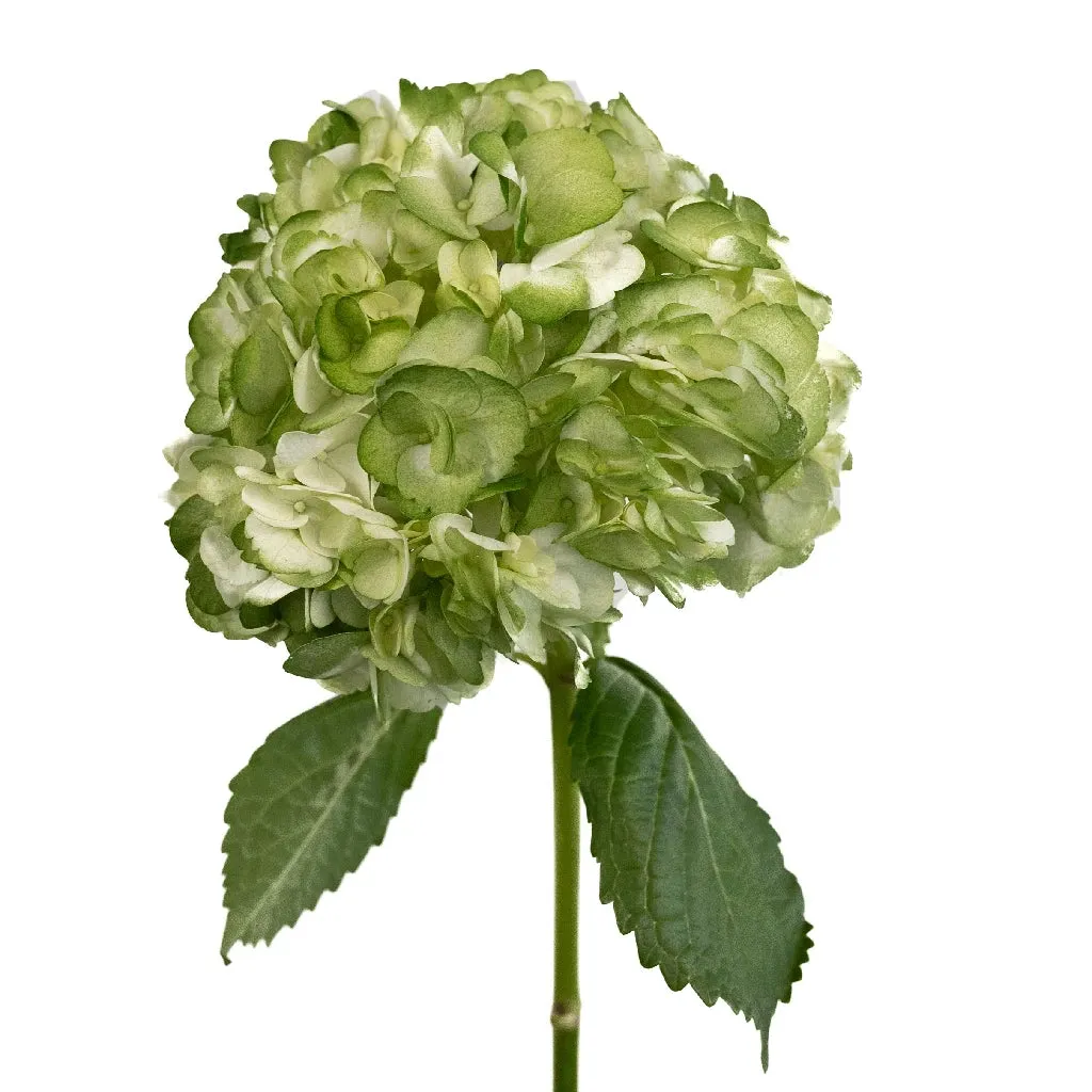 Mossy Green Airbrushed Hydrangea Flower