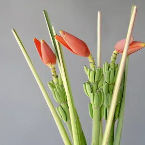 Orange Musa Banana Flower