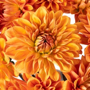 Orange Quartz Dahlia Flower