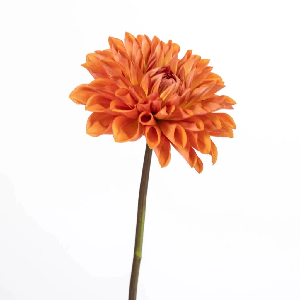 Orange Quartz Dahlia Flower