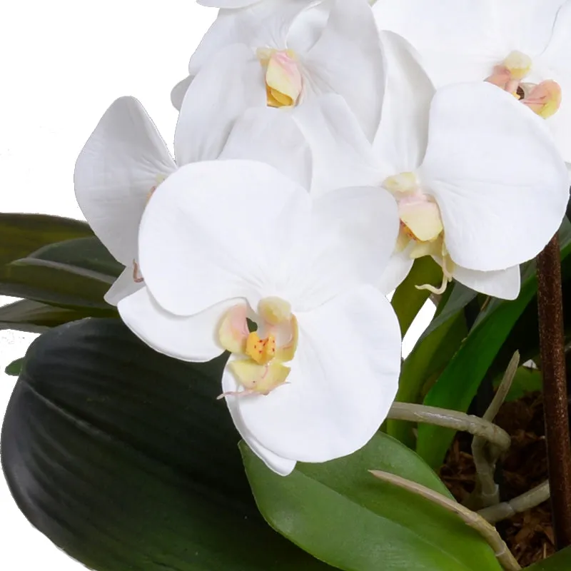 Phalaenopsis Orchid x9 Leaf-it 20"H
