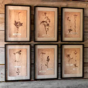 Pressed Botanical Prints Set