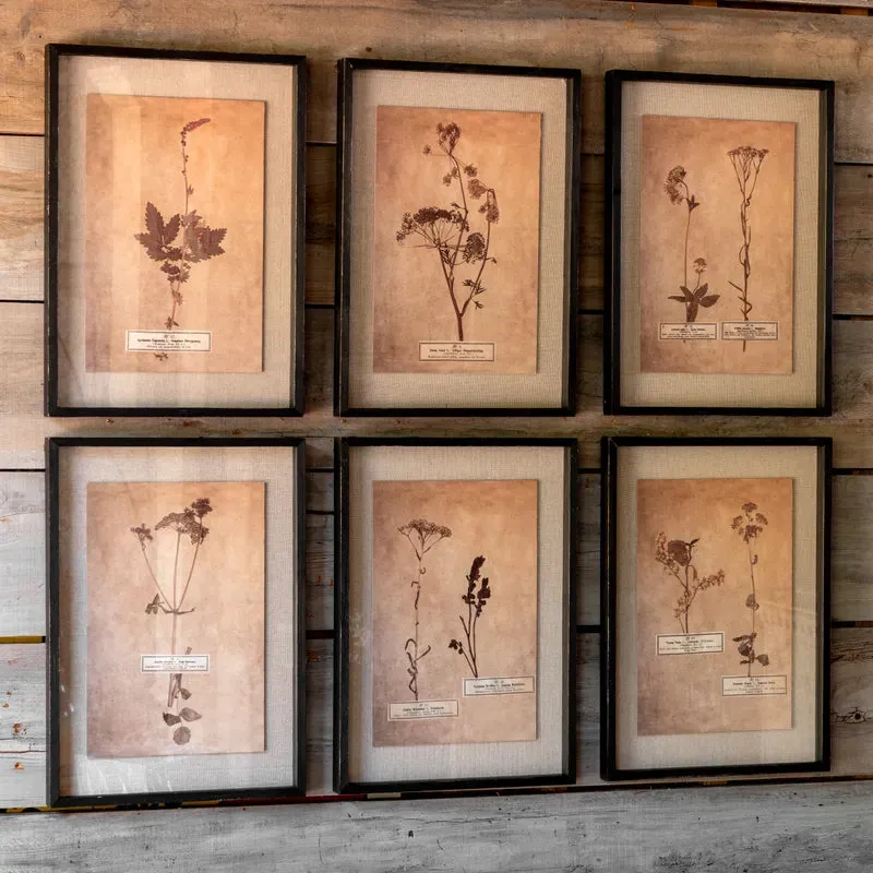 Pressed Botanical Prints Set