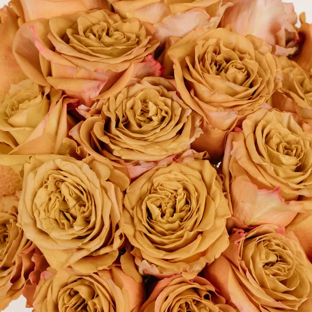 Pumpkin Spice Garden Roses