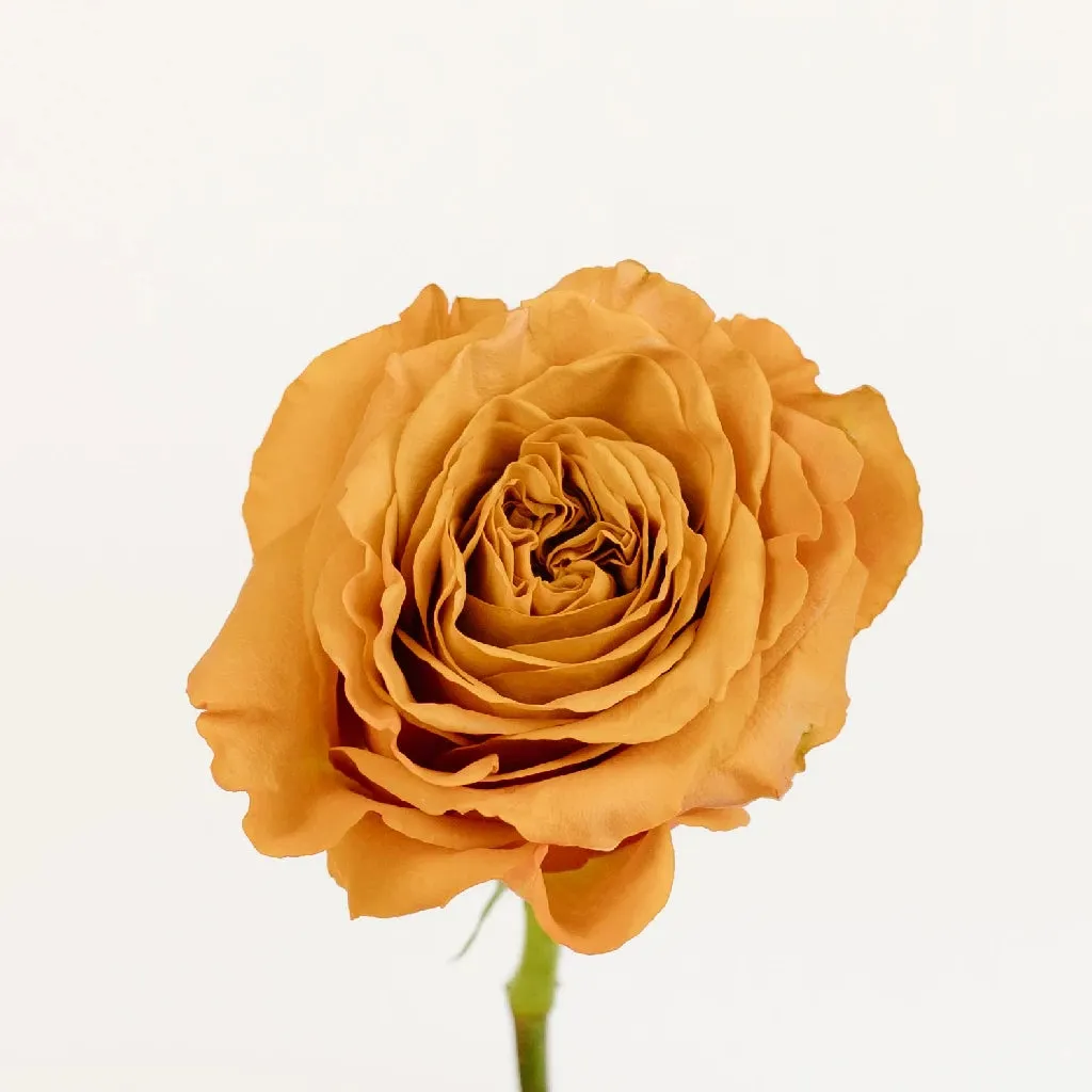 Pumpkin Spice Garden Roses