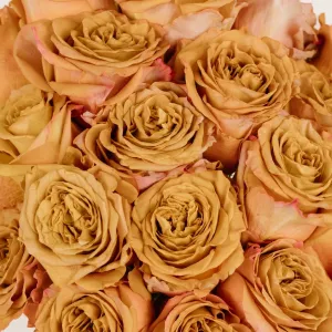 Pumpkin Spice Garden Roses