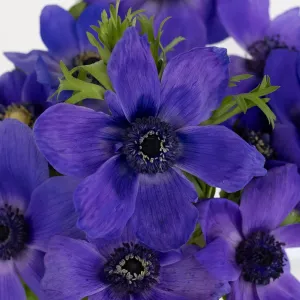 Purple Fresh Cut Anemone Flower