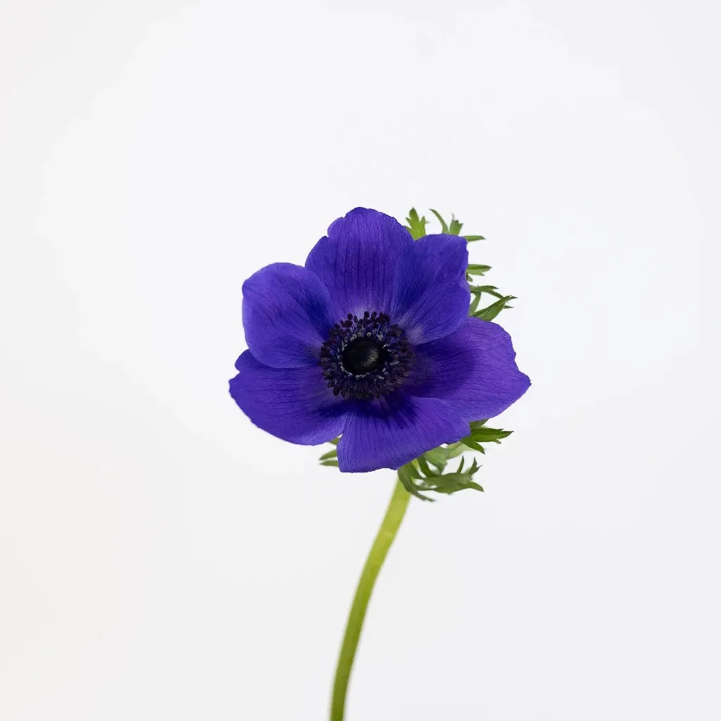 Purple Fresh Cut Anemone Flower