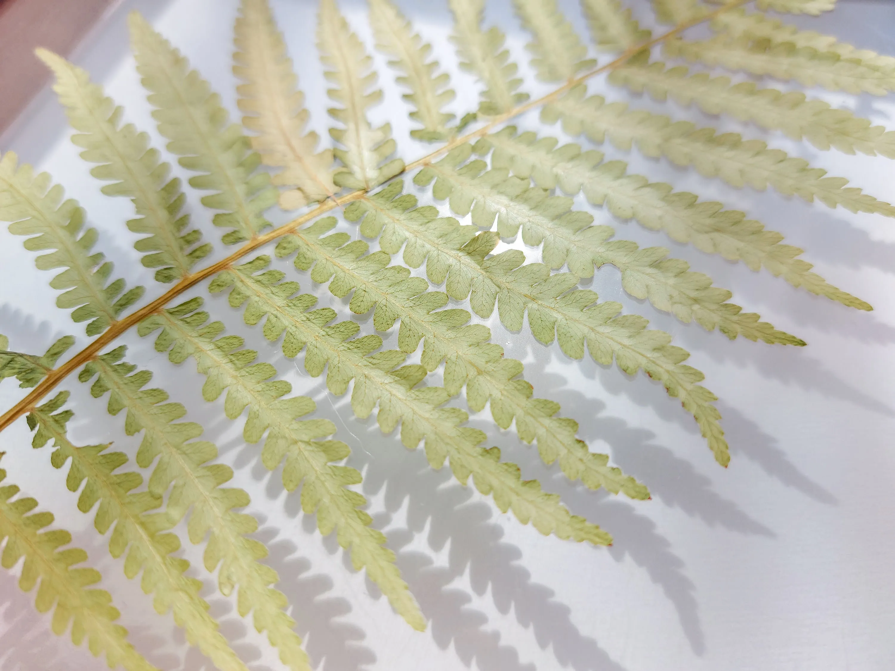 Real fern pressed leaf on plexiglass artwork with wooden square frame for Nature lover gift