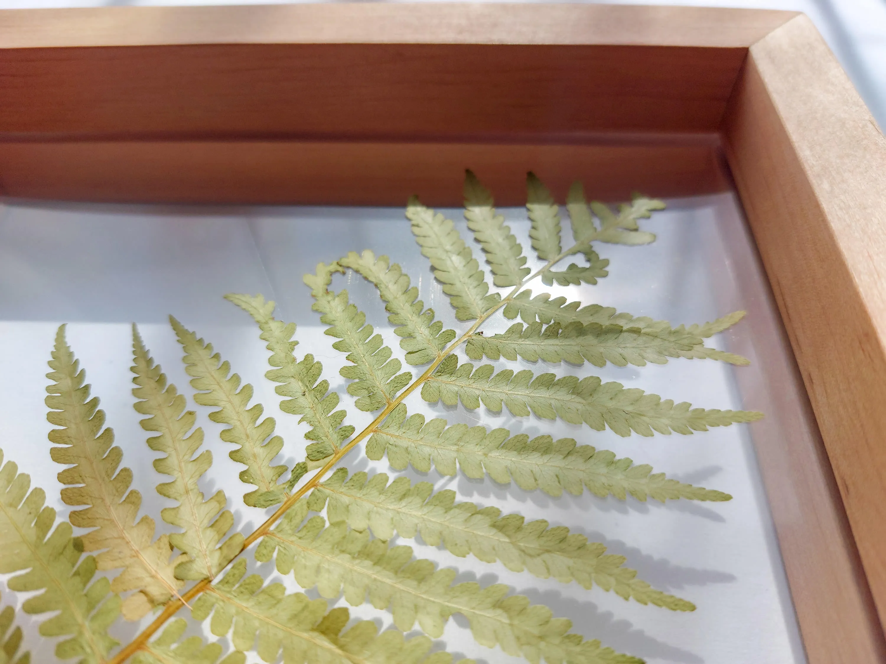 Real fern pressed leaf on plexiglass artwork with wooden square frame for Nature lover gift