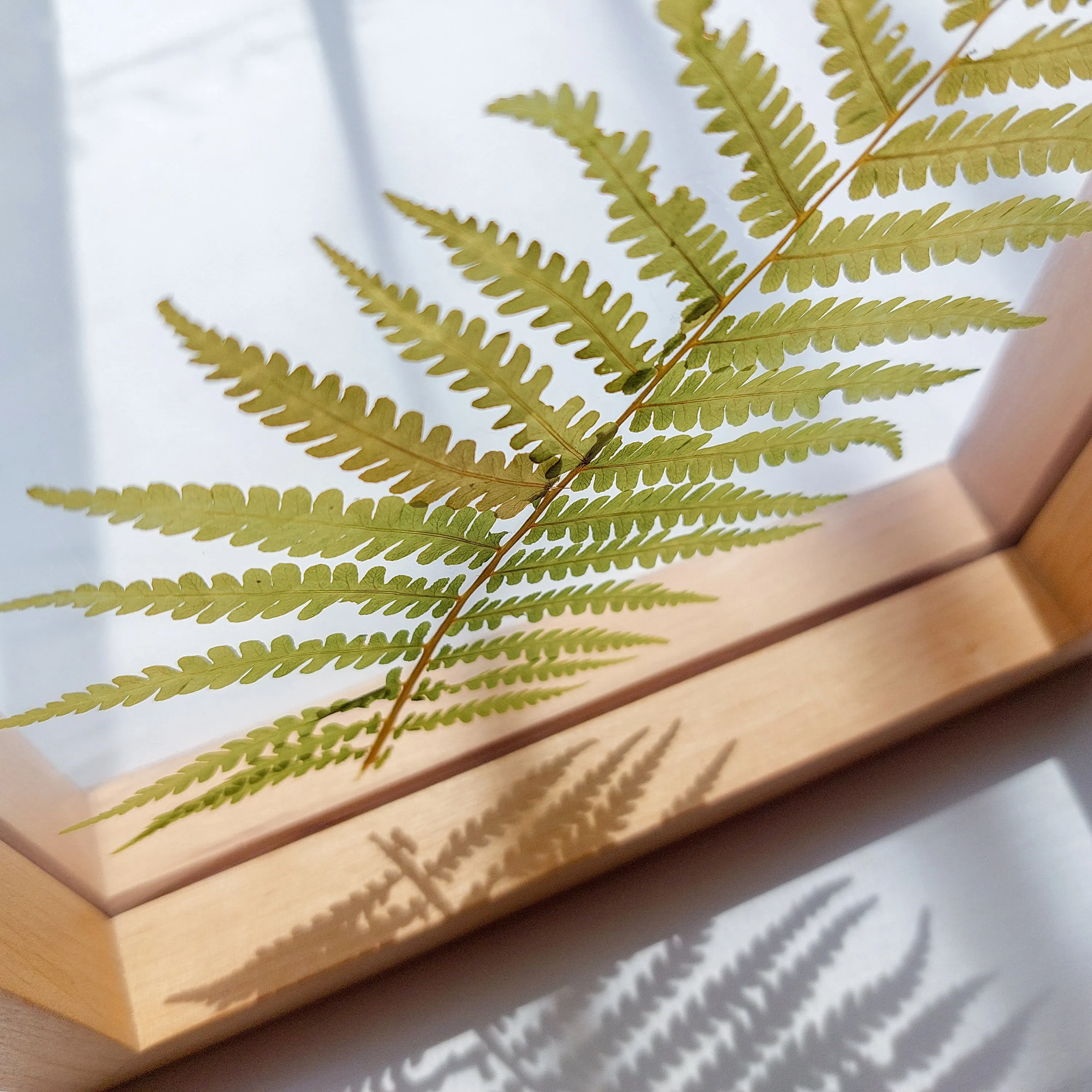 Real fern pressed leaf on plexiglass artwork with wooden square frame for Nature lover gift