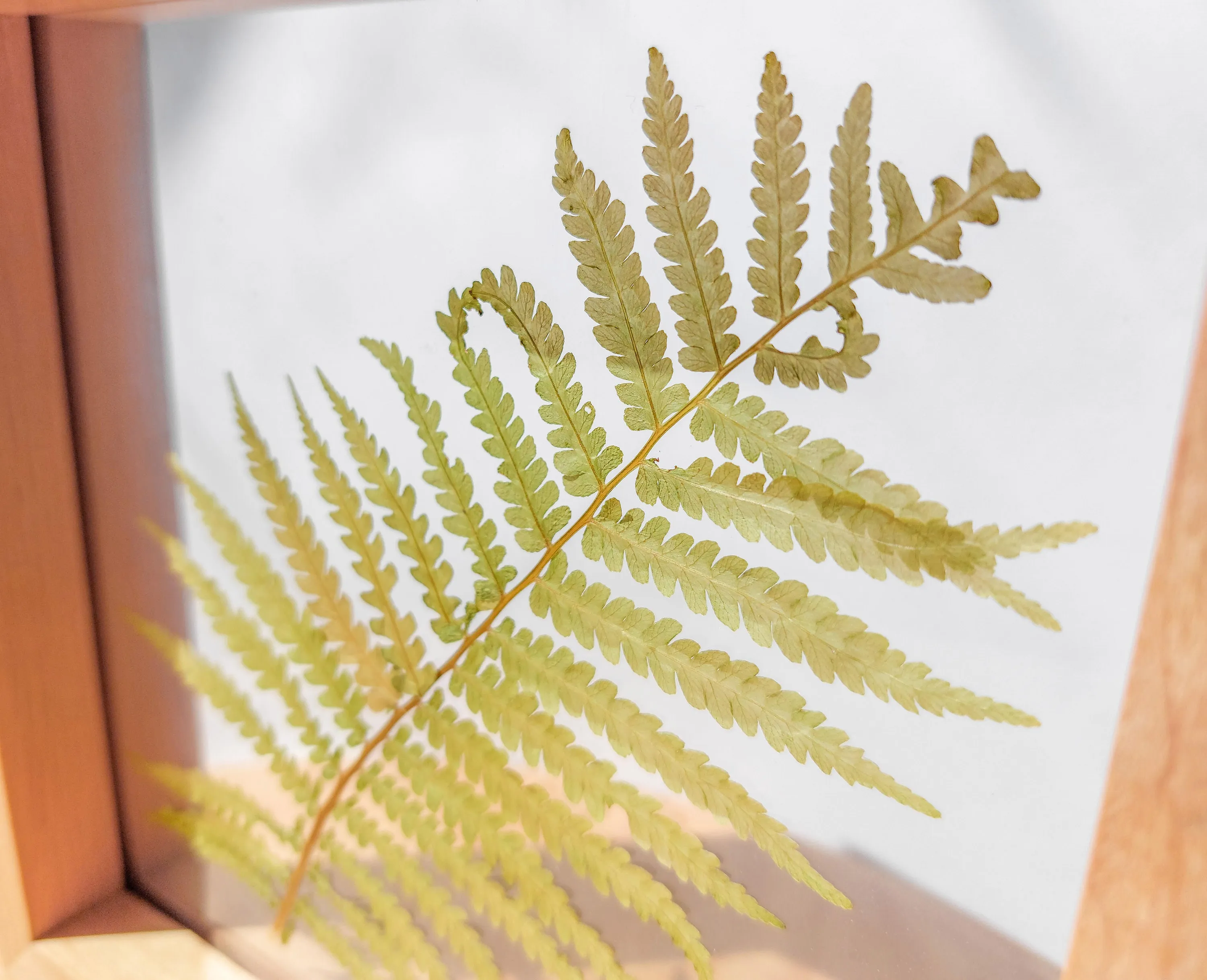 Real fern pressed leaf on plexiglass artwork with wooden square frame for Nature lover gift