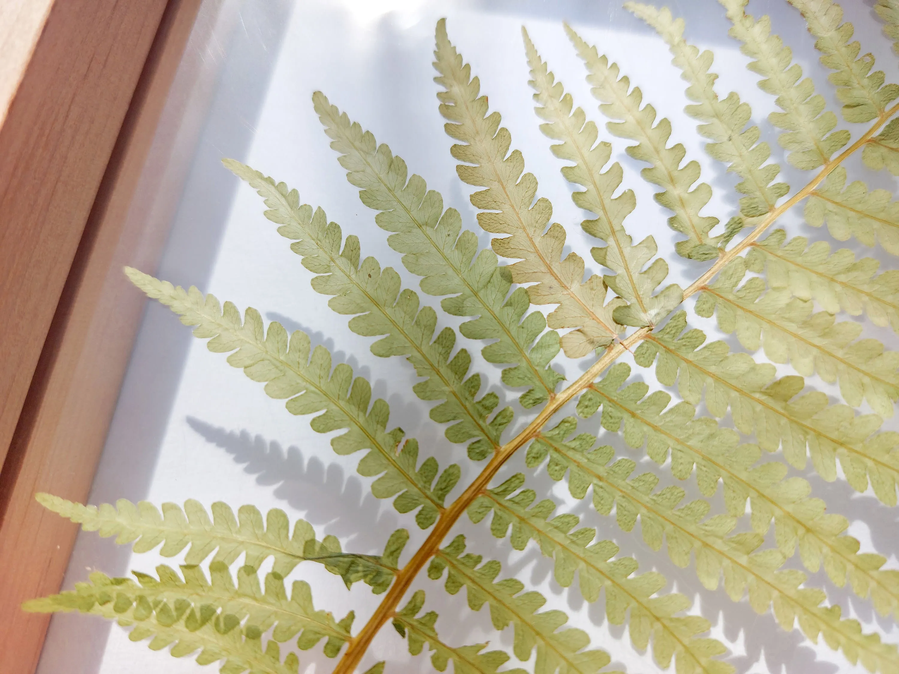 Real fern pressed leaf on plexiglass artwork with wooden square frame for Nature lover gift